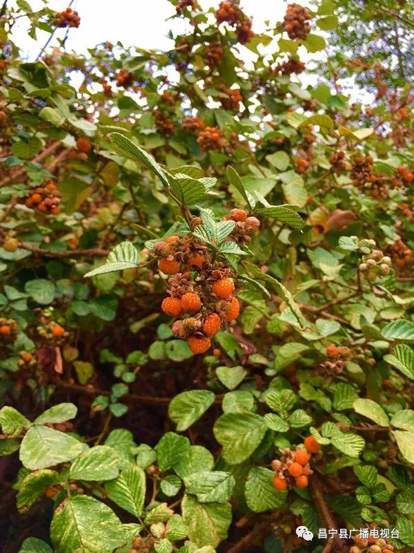 无刺黄泡采摘园昌宁,昌宁摘黄泡的地方