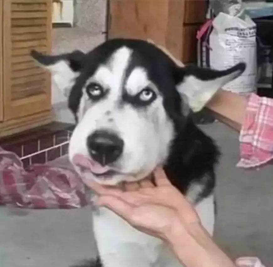 二哈被密蜂蜇,被蜜蜂蜇的狗狗事实上是因为什么