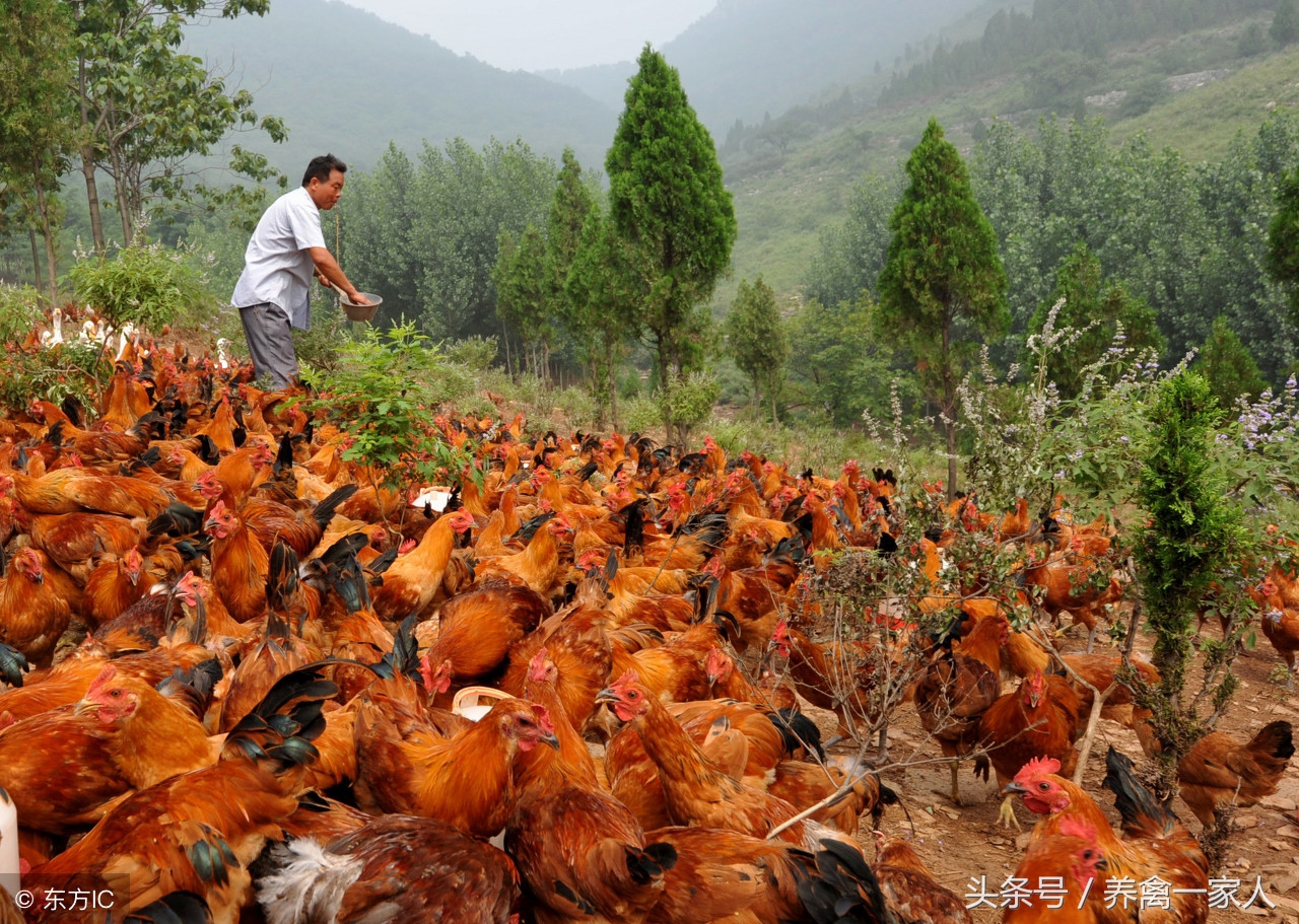 养鸡秘诀:阉鸡不能忽视的六大问题,掌握了阉鸡成活率大大提高!