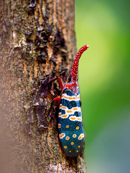 盘点小时候在农村常见的虫子,农村小时候常见的虫子
