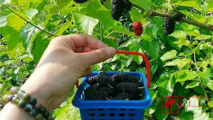 黄陂好景何处觅，火塔公路几十里