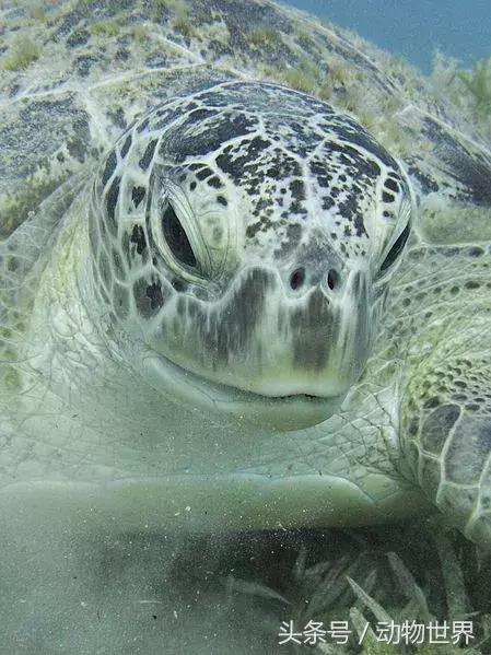 世界海龟日古老的爬行动物,世界海龟日它们奔赴星辰大海
