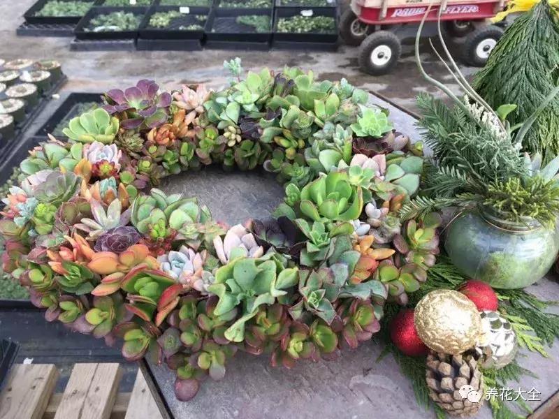 老外私家花园景观,国外多肉花园