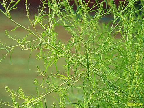 民间野菜吃法大全,野菜好吃又有营养