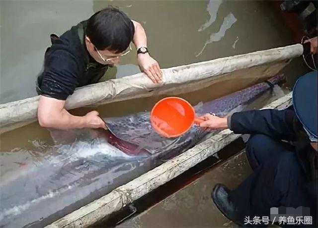 最大鳇鱼有多大图片,大鳇鱼1030斤现状