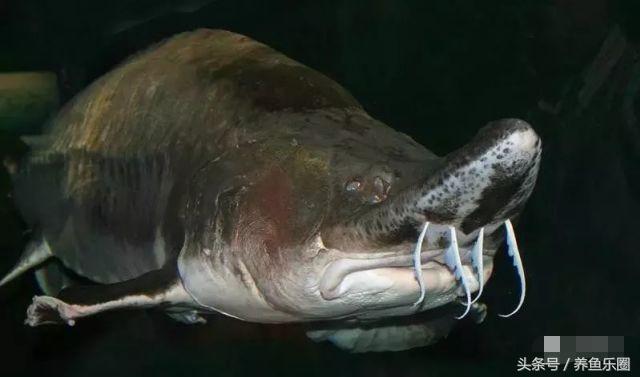 最大鳇鱼有多大图片,大鳇鱼1030斤现状