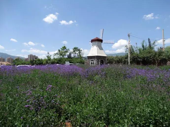 又到一年杨梅季完整视频,又到一年杨梅季