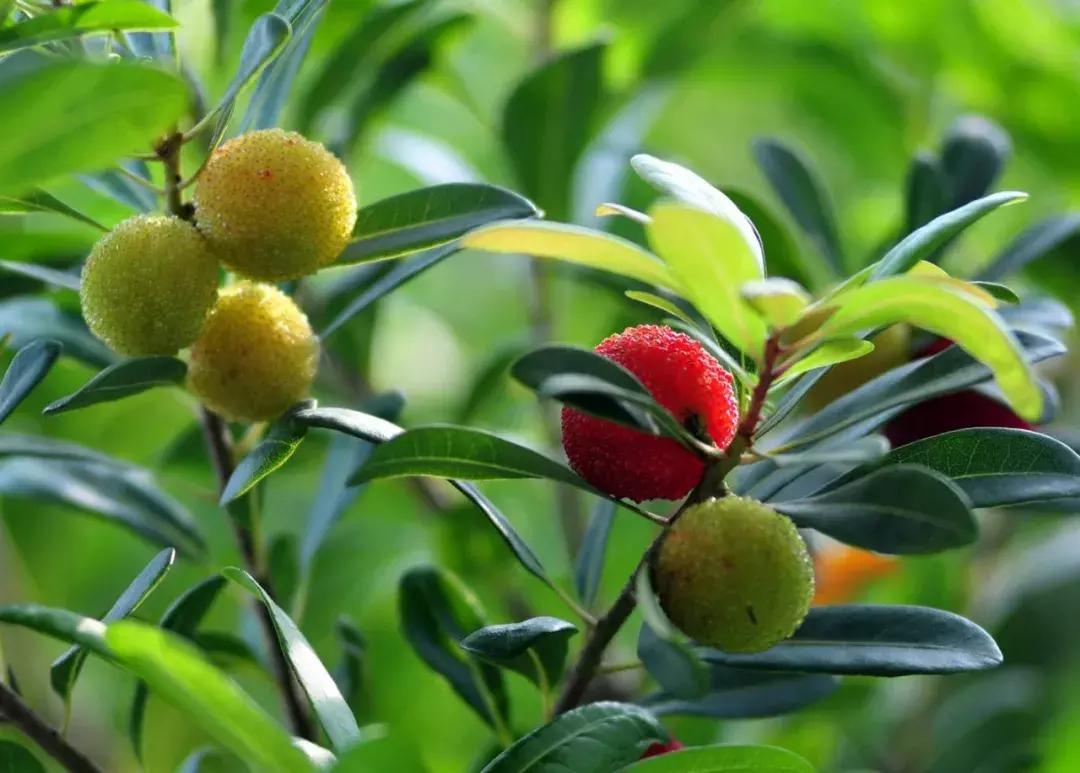 又到一年杨梅季完整视频,又到一年杨梅季