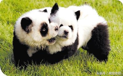 这样的创意你见过吗?狗狗美容之松狮扮熊猫,金毛扮老虎