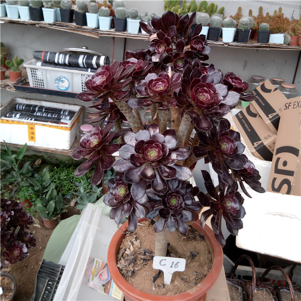 多肉树,多肉树杈