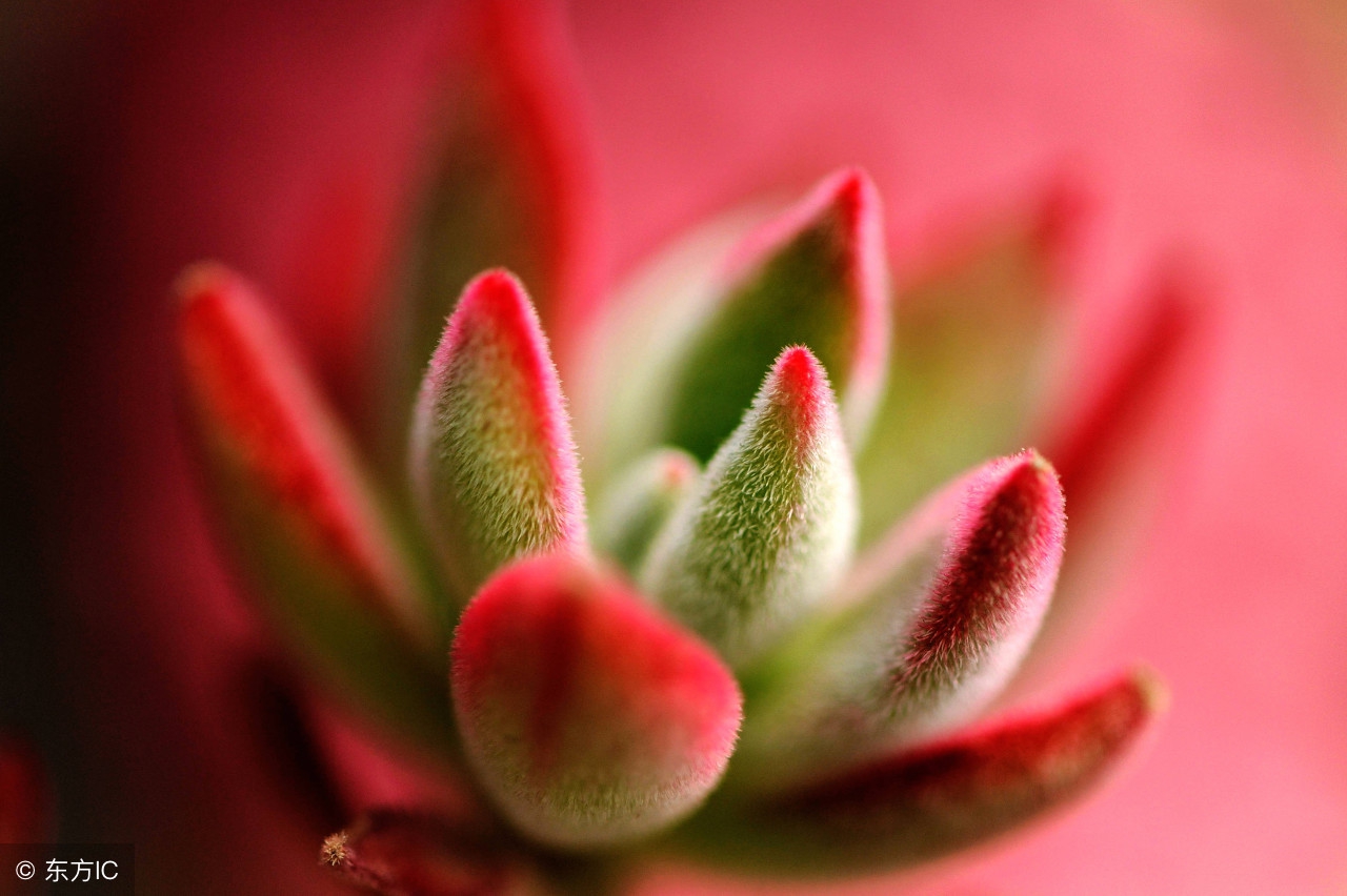 一些多肉陡长问题的防治和处理