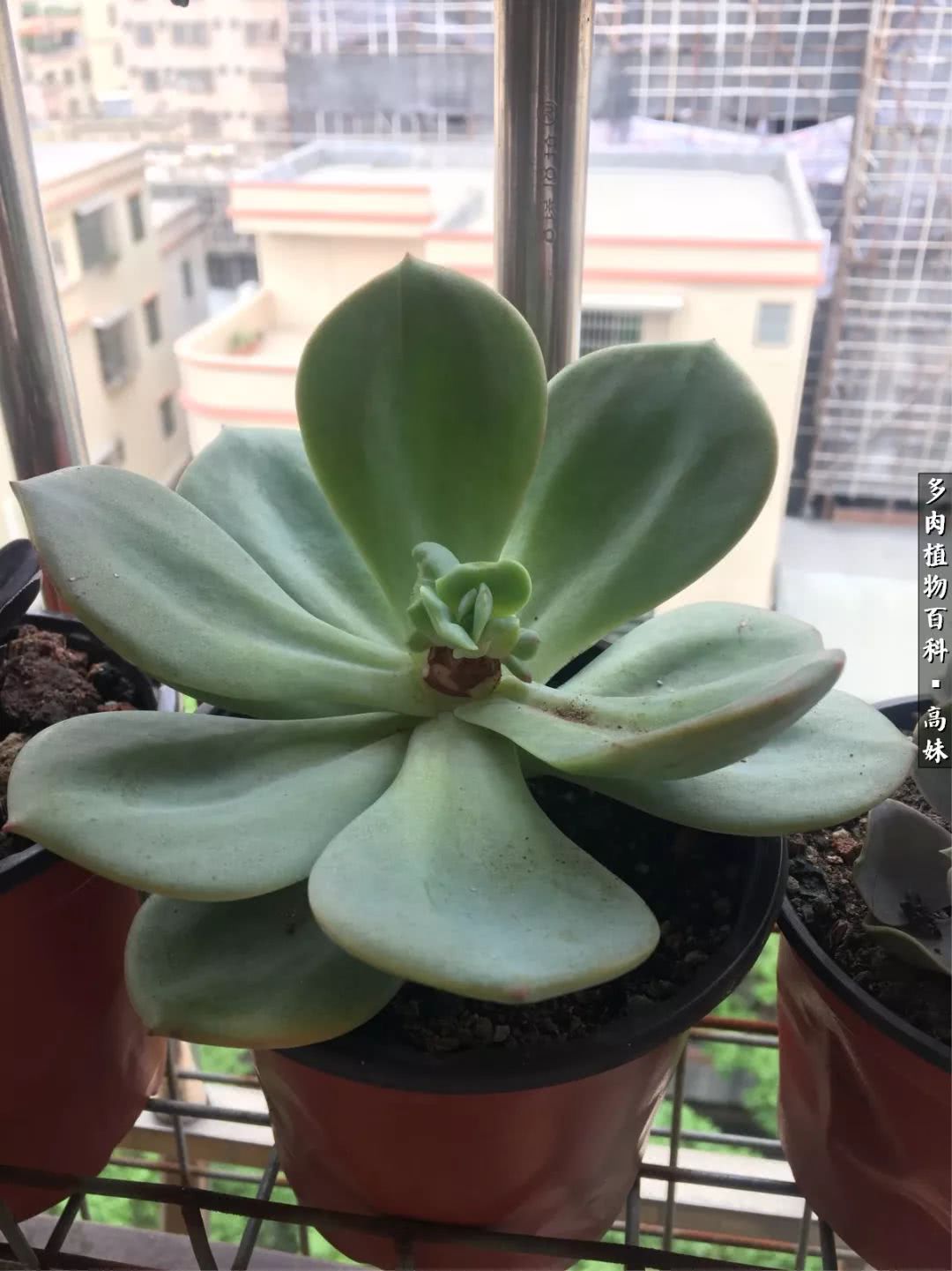 90张多肉图片——纪念入坑两周年！