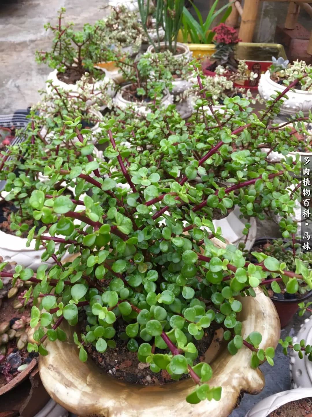 90张多肉图片——纪念入坑两周年！