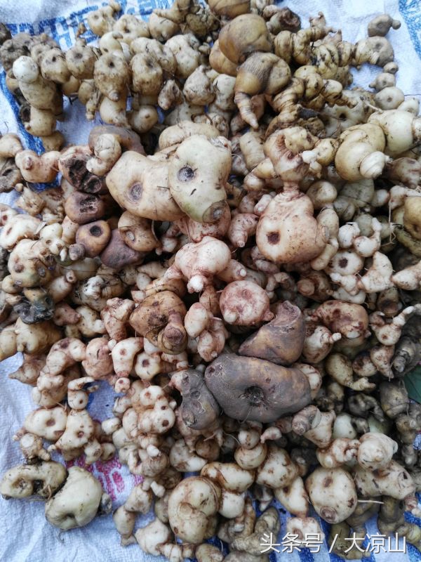 神奇的“黑根”,德昌端午节寻常百姓家药膳必备