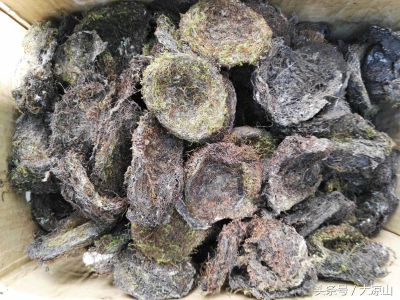 神奇的“黑根”,德昌端午节寻常百姓家药膳必备