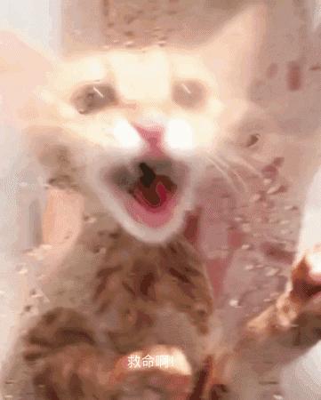 喜欢游泳还要穿订制泳衣下水,又是别人家的猫!