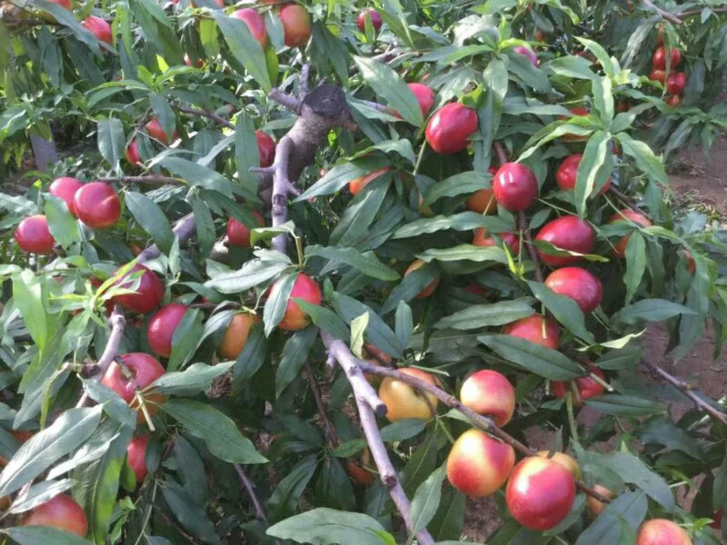油桃大量上市相约莒县油桃市场,冠县大棚油桃价格表