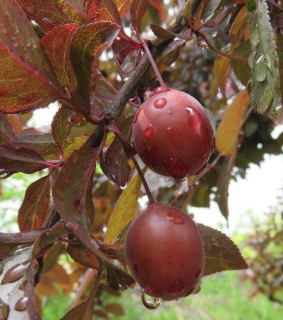 女性皮肤干燥怎么办,推荐几个食疗方法解决皮肤干燥问题