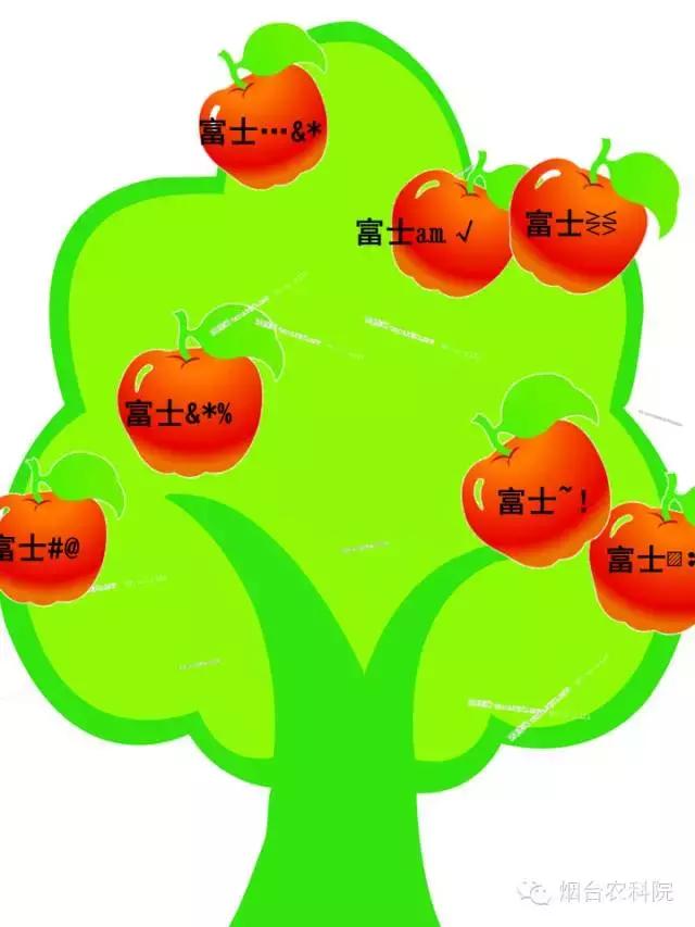 红富士葡萄品种介绍,红富士品种大全图片