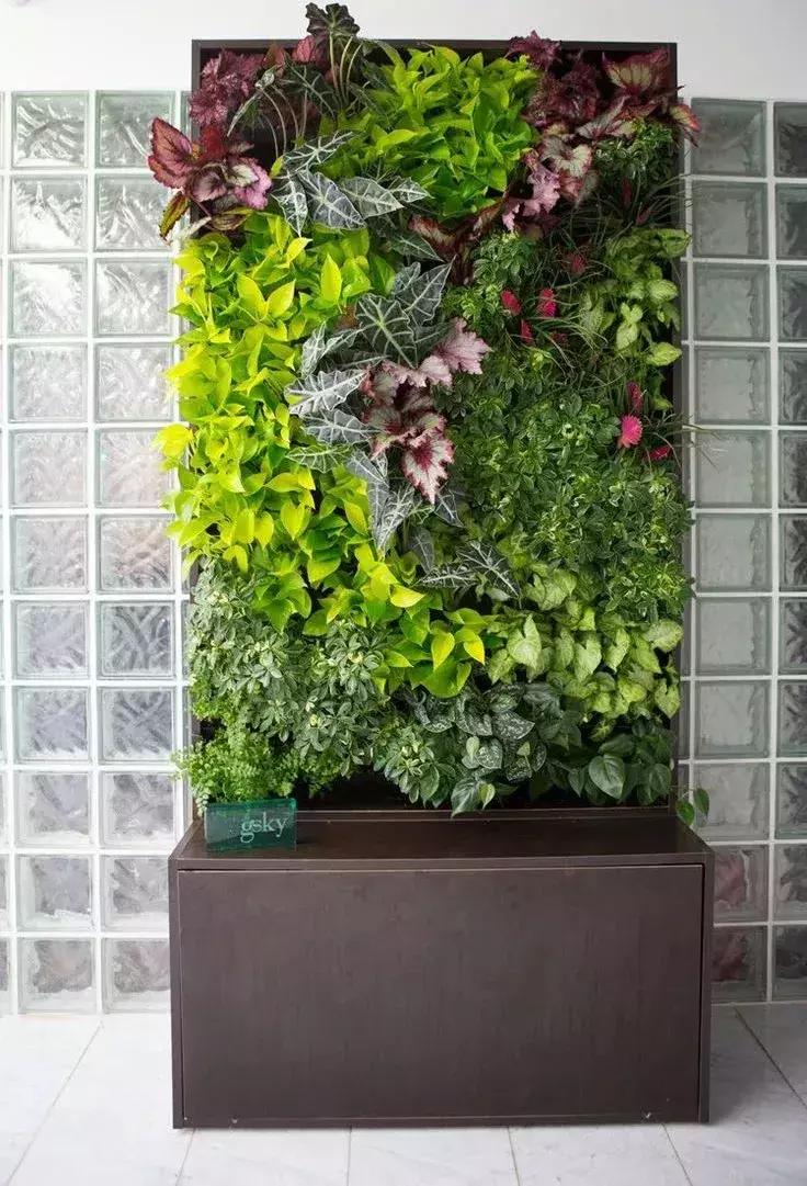 墙上种什么植物最好,景观墙上盆栽什么好看