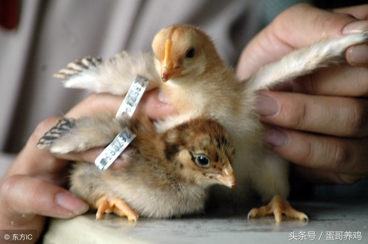 鸡不吃不喝怎么治疗,鸡病不吃东西是什么原因