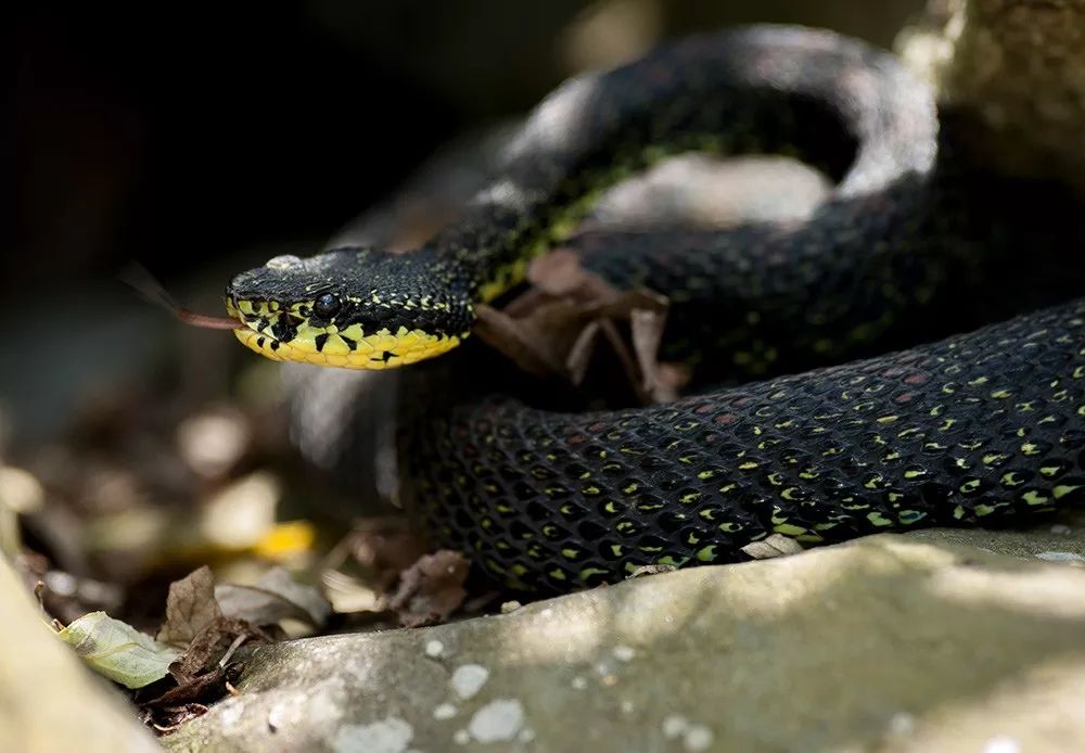 家里进蛇要怎么处理,家里进蛇后多久会死