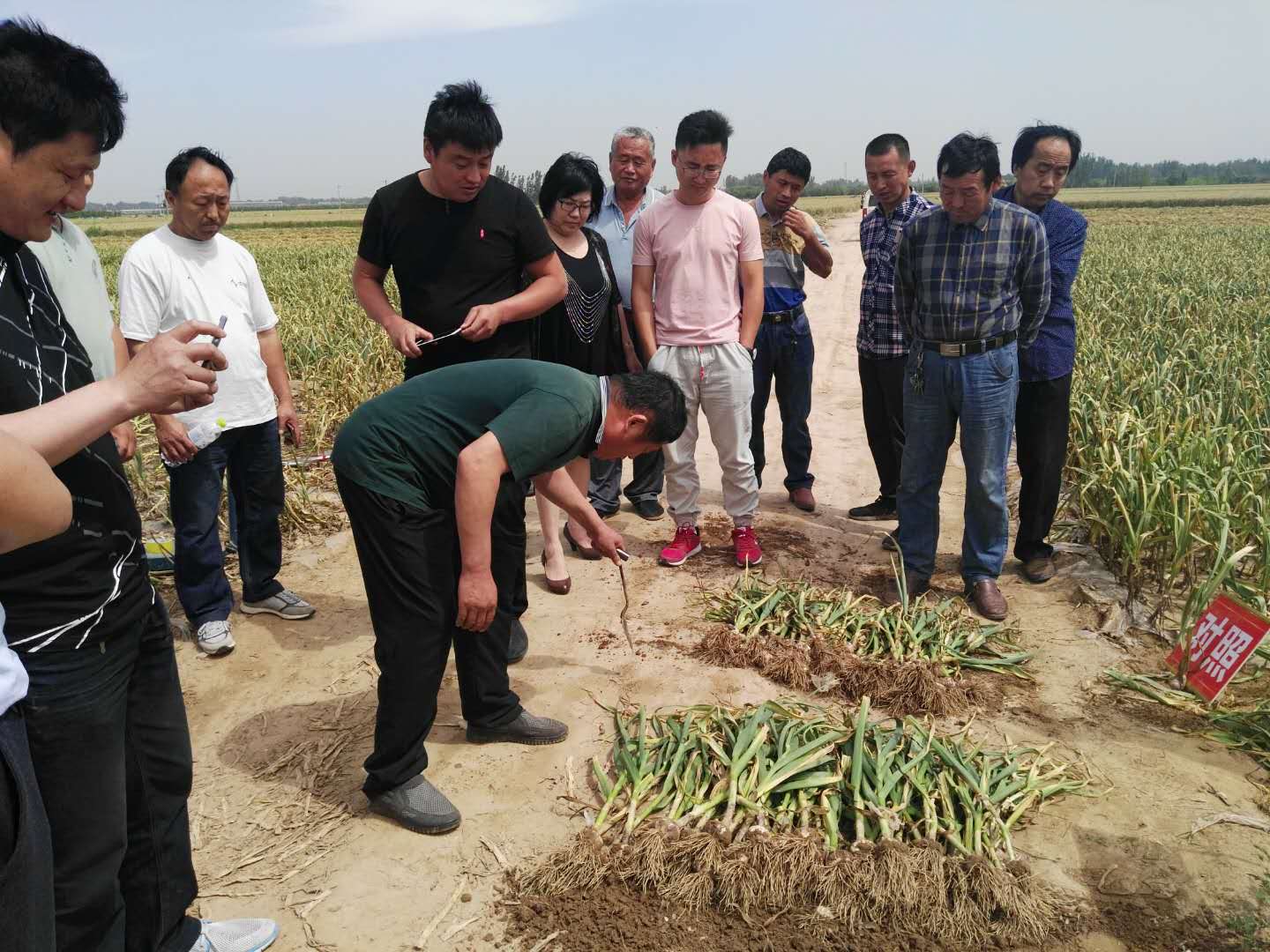 油桃大量上市相约莒县油桃市场,冠县大棚油桃价格表