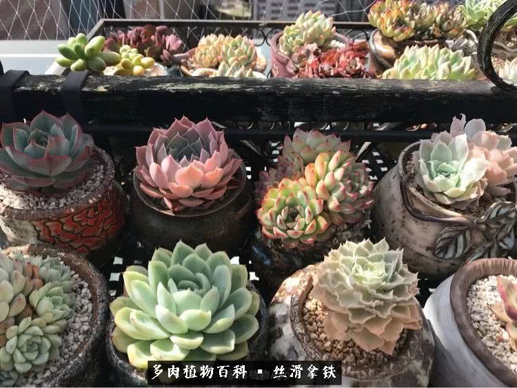 总结一下养多肉的夏天,好养活的多肉冬天和夏天