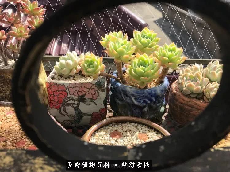 总结一下养多肉的夏天,好养活的多肉冬天和夏天