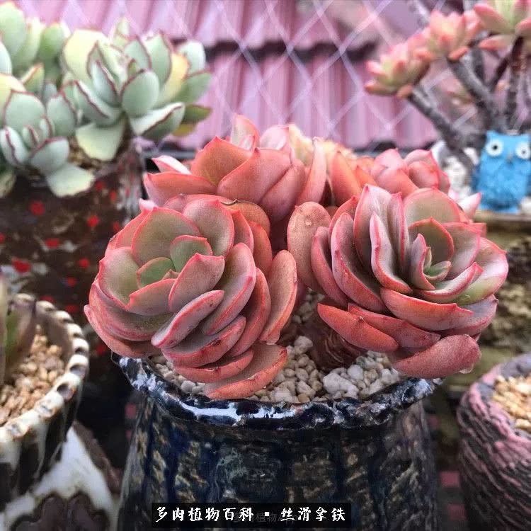 总结一下养多肉的夏天,好养活的多肉冬天和夏天