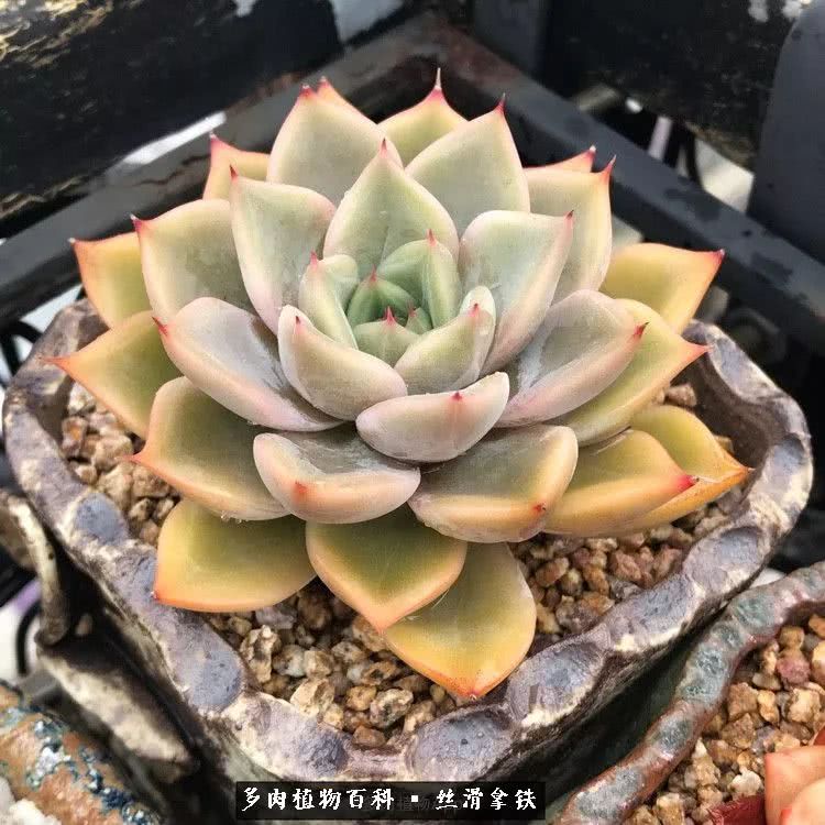 总结一下养多肉的夏天,好养活的多肉冬天和夏天