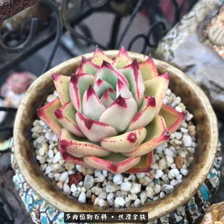 总结一下养多肉的夏天,好养活的多肉冬天和夏天