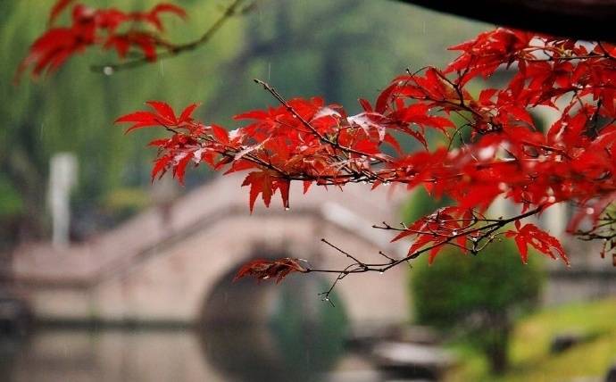 关于春天古诗词鉴赏和赏析,描写春天的古诗词名句精选