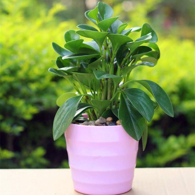 碧玉花怎么养枝繁叶茂,如何栽种碧玉