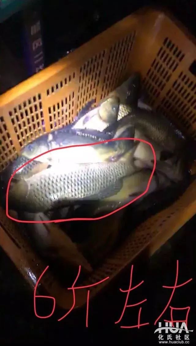 龙纹鲤竿钓鲤鱼,龙纹鲤超轻钓竿