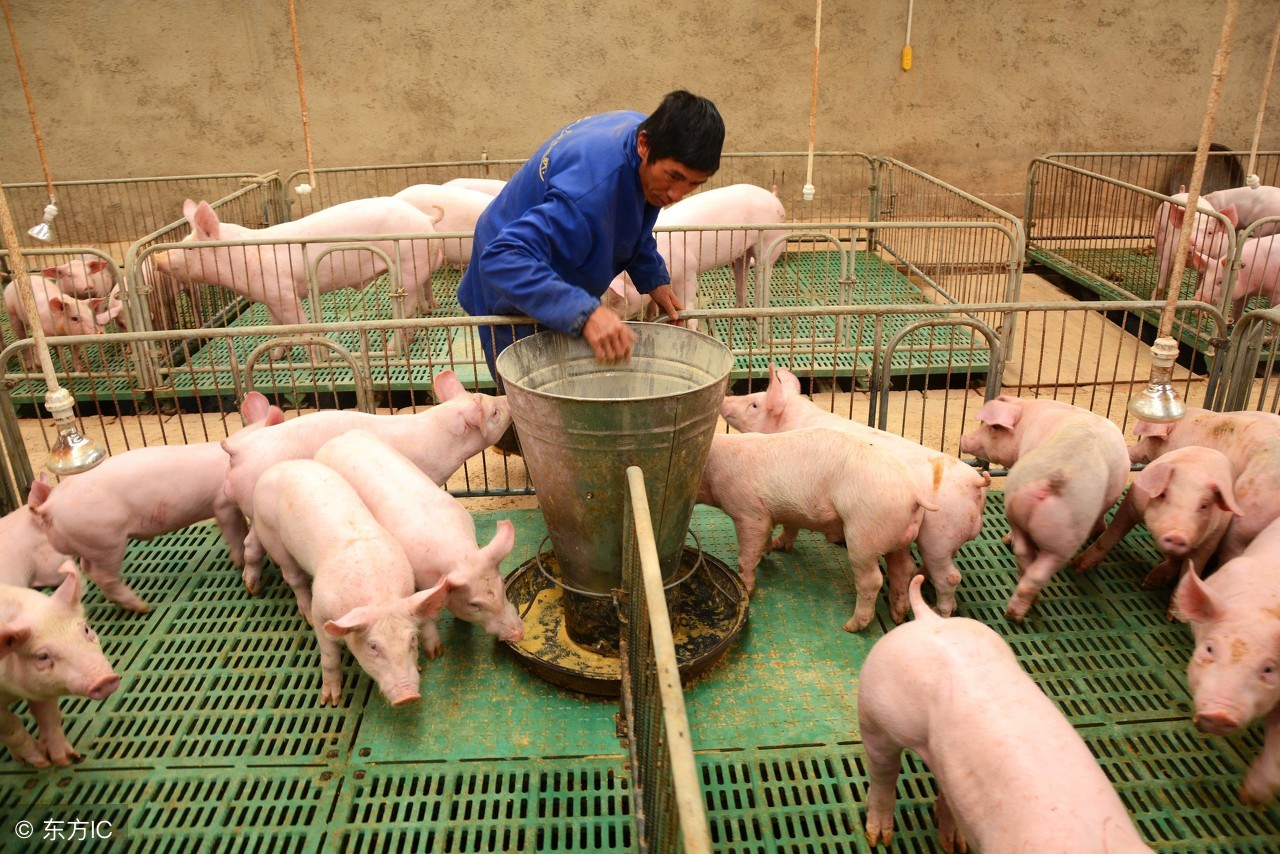 母猪生产前十天发烧是什么病,母猪产死胎后高烧不退该怎么办