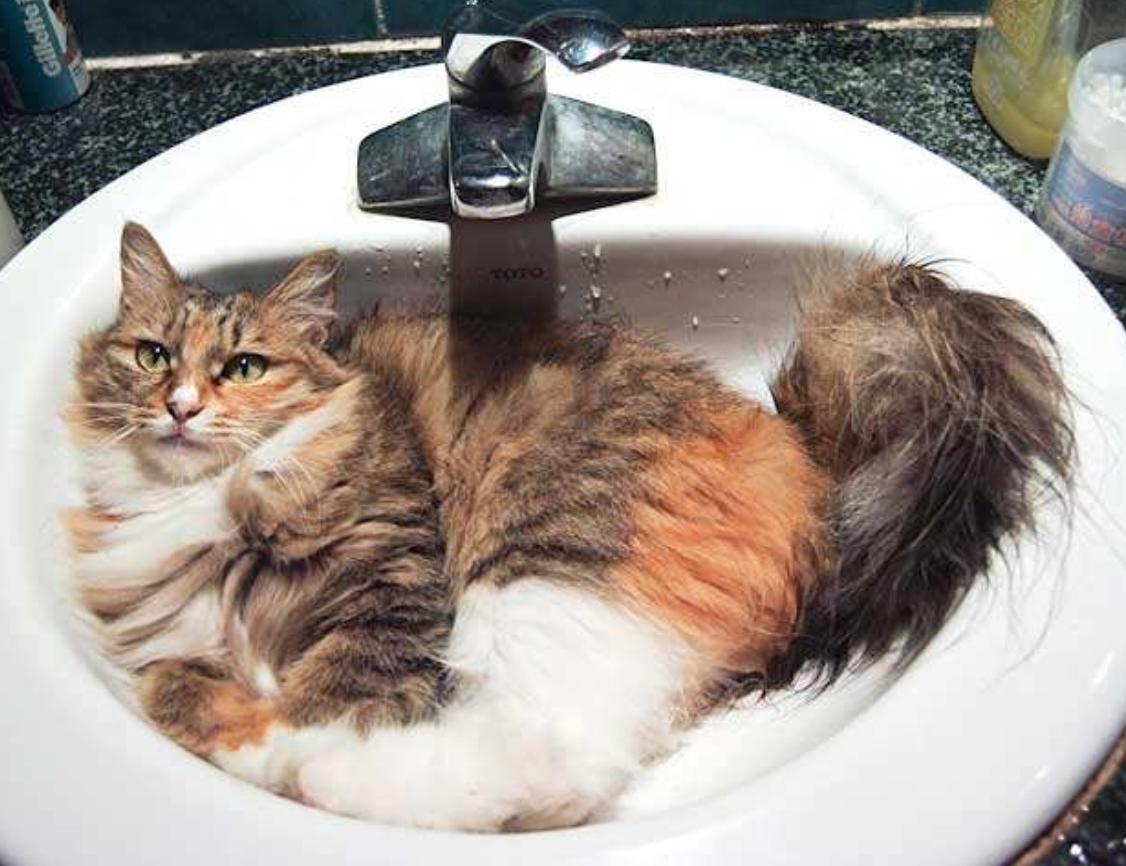 猫咪中暑大小便失禁怎么办,夏天炎热猫咪差点中暑