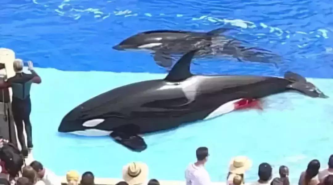 最可怕的代购骗局,代购十大骗局揭秘图