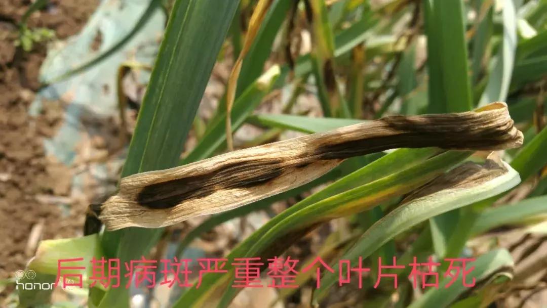 大蒜叶斑病的防治方法,治疗大蒜叶斑病最好的药