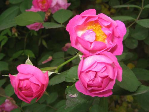 傻傻分不清樱花和海棠花,分辨花种小技巧