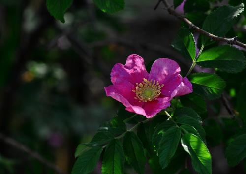 傻傻分不清樱花和海棠花,分辨花种小技巧