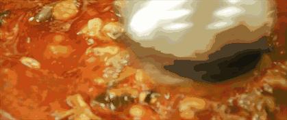 一整只的牛蛙怎么做,揭秘牛蛙的鲜香