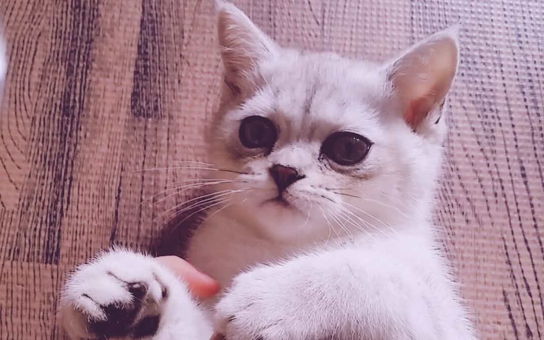 在喵星人眼里人类是怎么捕食的,在猫眼中主人是什么