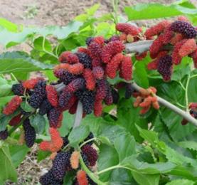 盆栽果桑的修剪方法,果桑盆栽适合什么土壤养殖