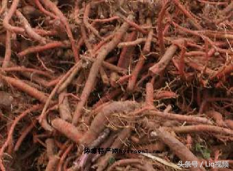 高血压用炒丹参还是生丹参,丹参方剂能根除高血压吗