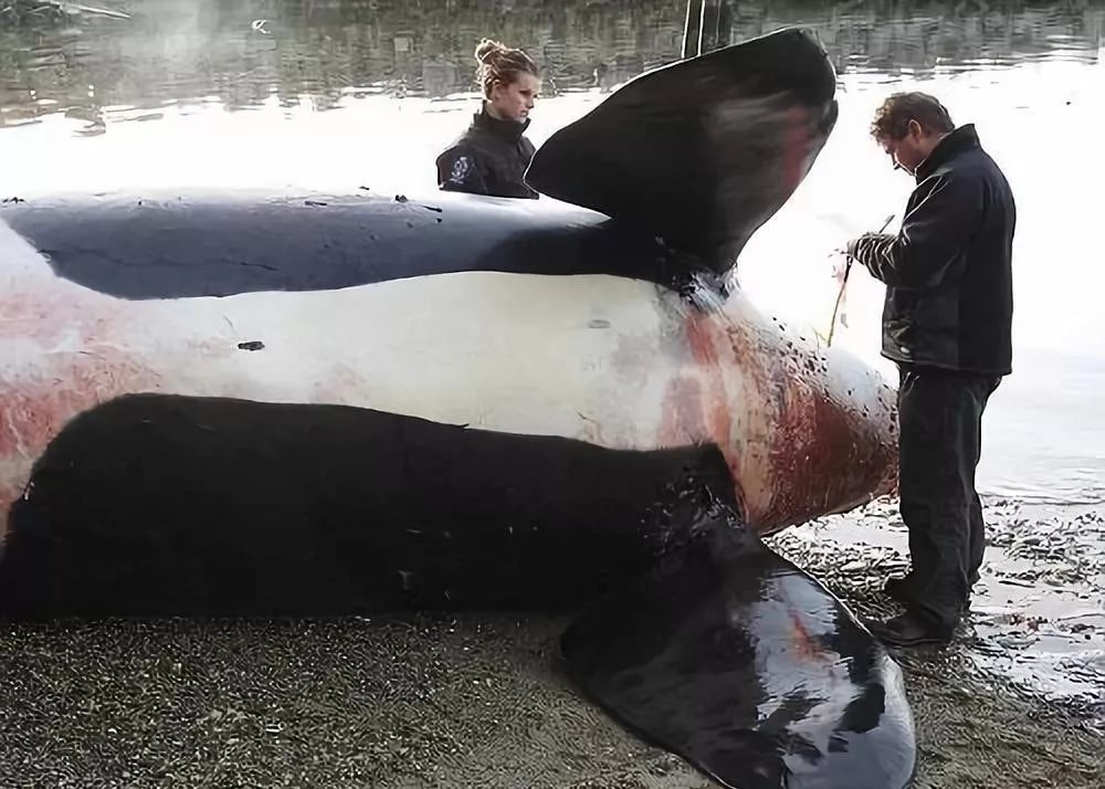 海外代购的荒唐陷阱,代购十大骗局揭秘图