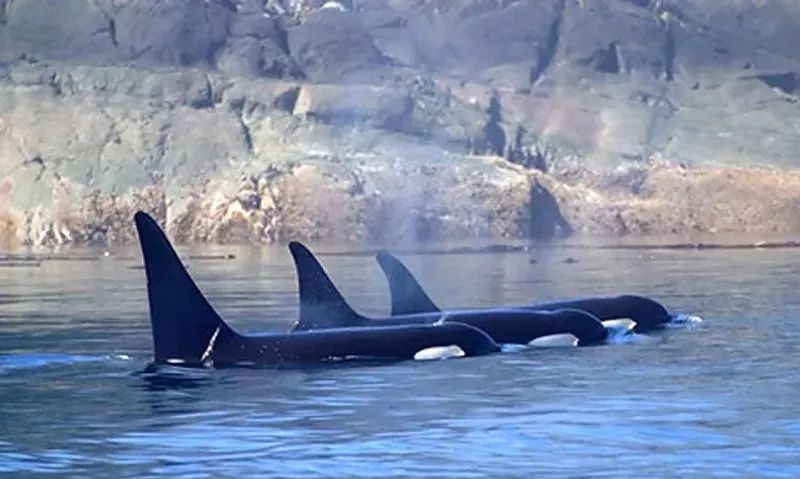 海外代购的荒唐陷阱,代购十大骗局揭秘图