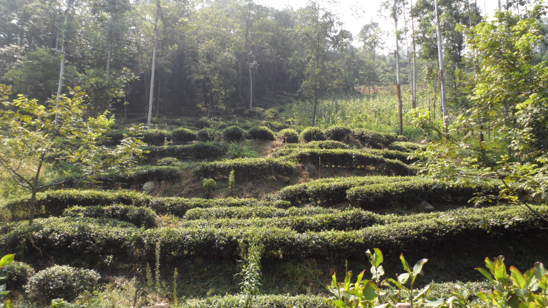 徒步旅行记录全集,乐山徒步旅行记