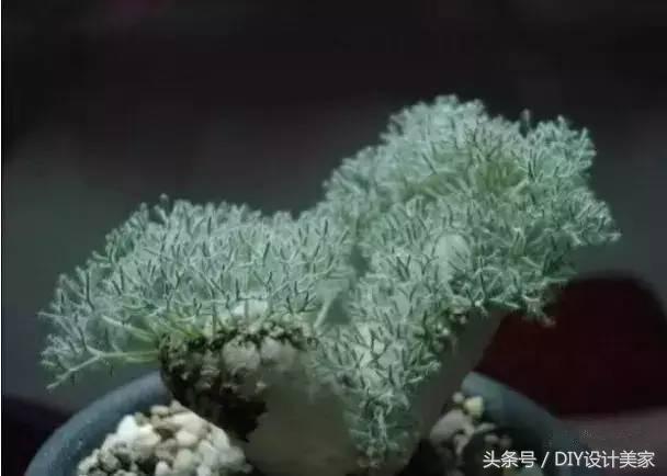 看看这些售价万元的多肉你认识几个