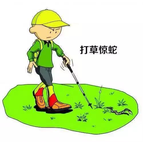 成都有毒蛇,成都蛇出没视频